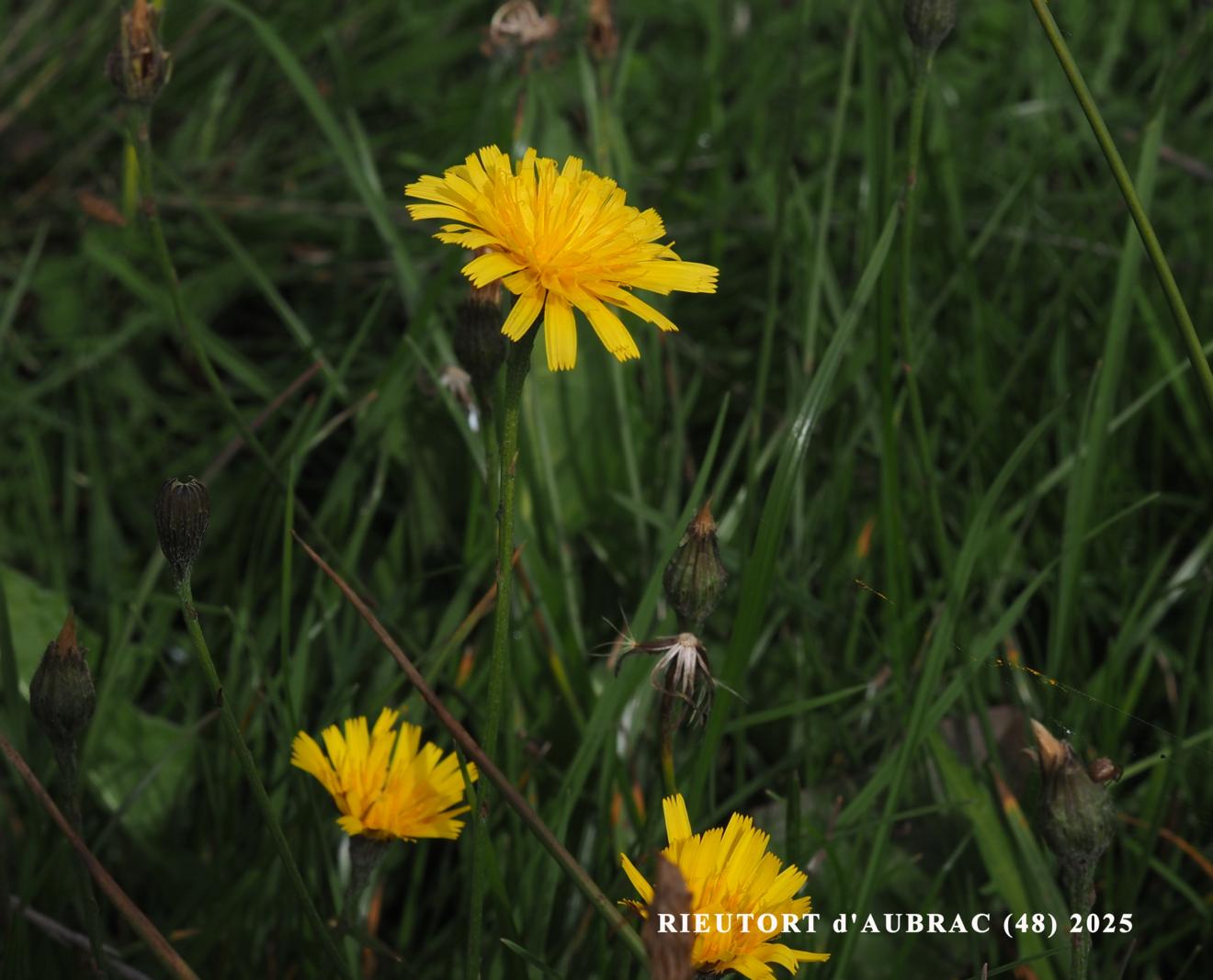 Hawkbit, Autumn